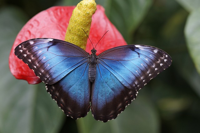 motyl img